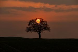 15234_Fotograf_Gitte Vinum_Light tree_